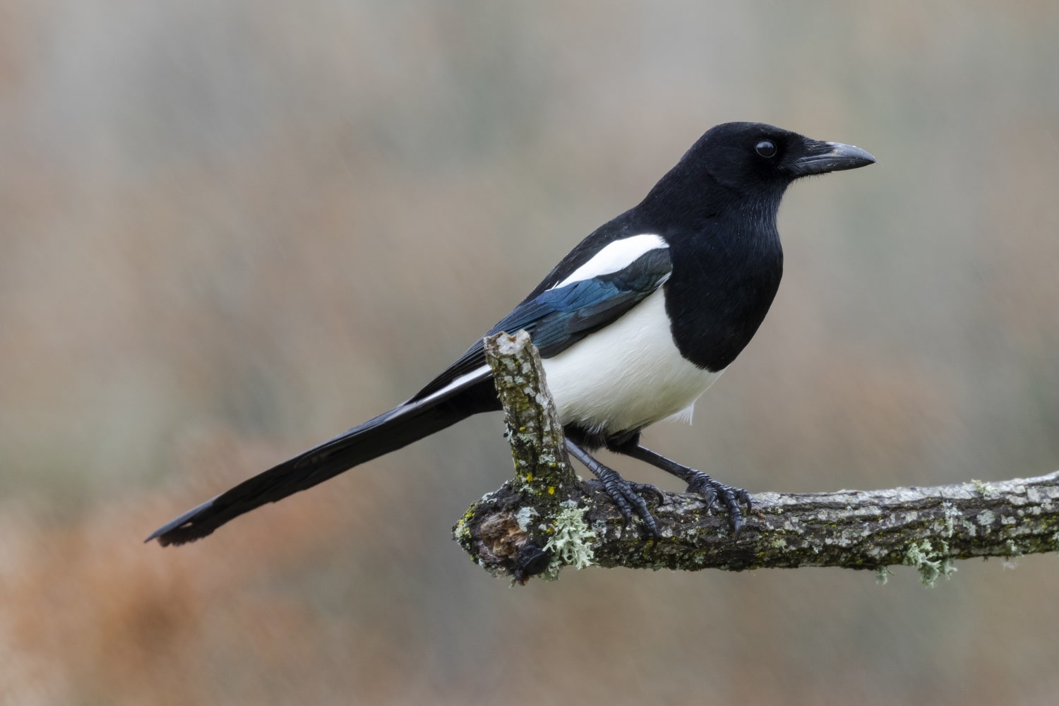 Interesting Facts About Magpies