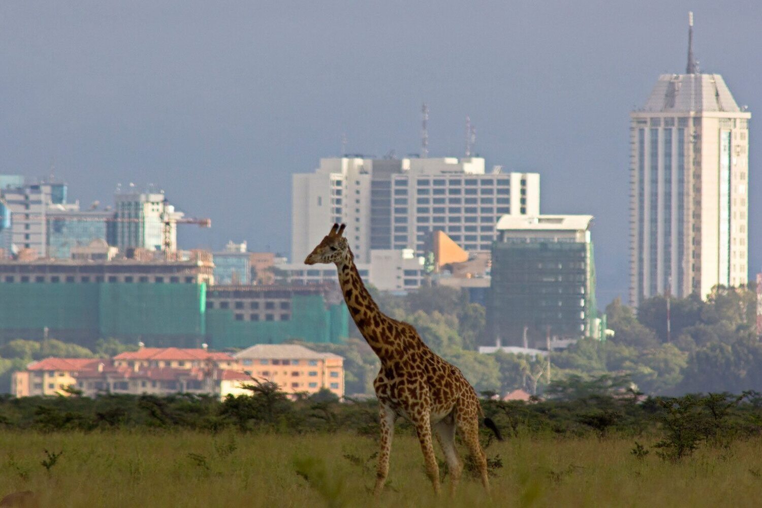 Ciekawostki o Nairobi