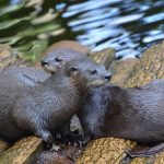 Interesting Facts About Otters