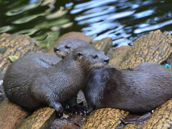 Interesting Facts About Otters