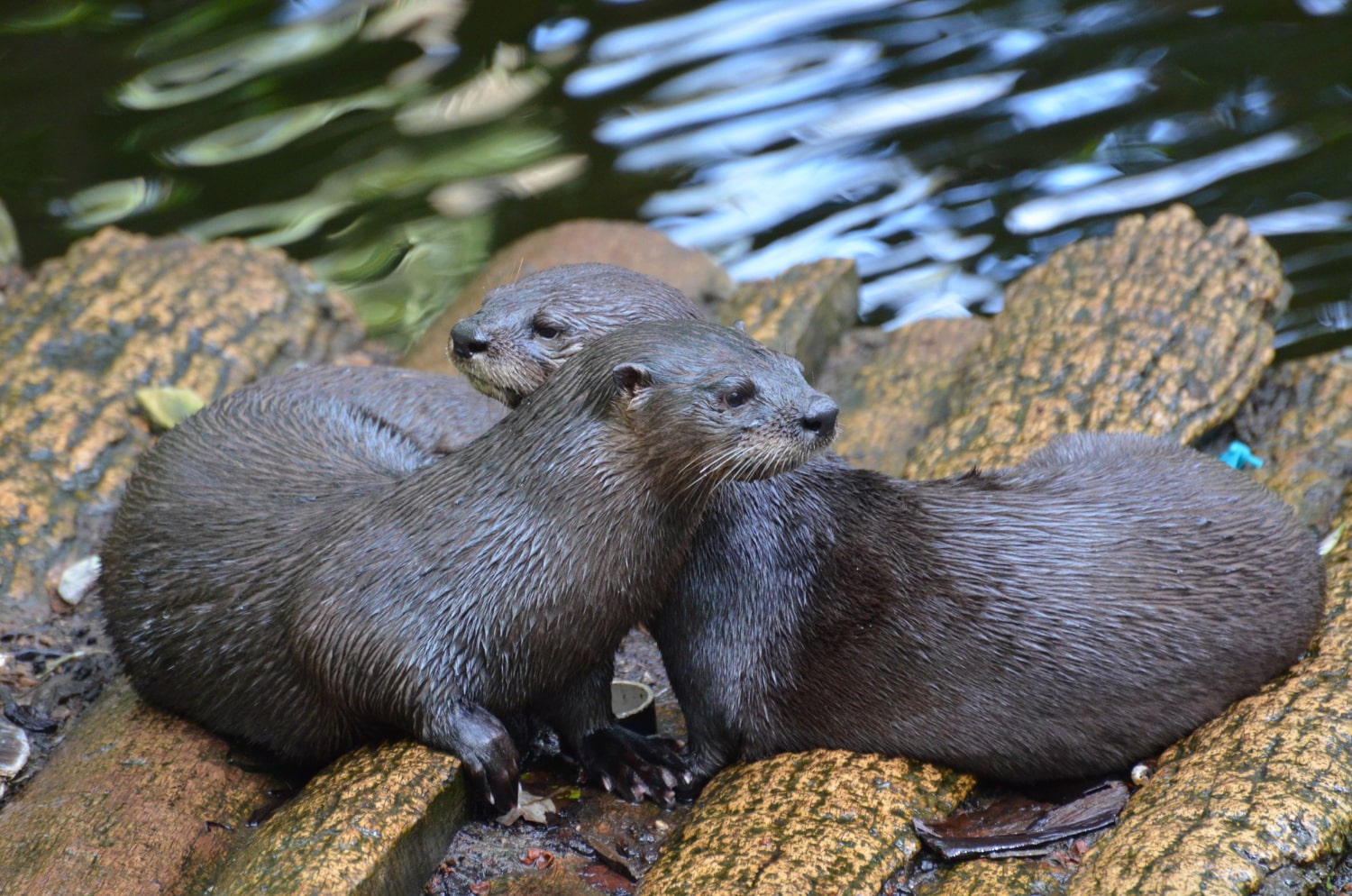 Interesting Facts About Otters