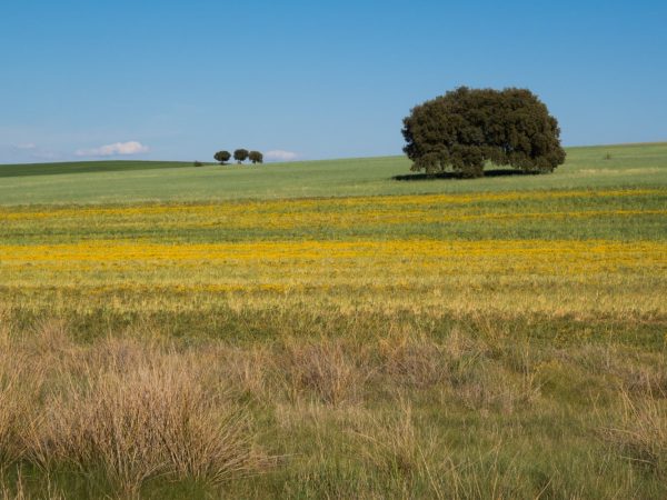 Цікаві факти про прерії