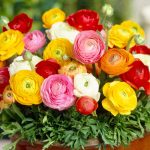 Интересные факты о ранункулюсах