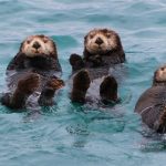 Цікаві факти про морських видр