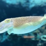 Interesting Facts About Squid