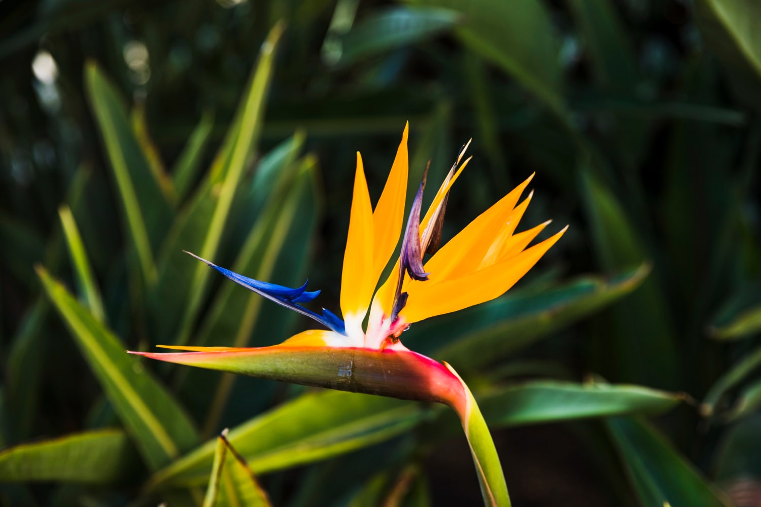 Interesting Facts About the Bird of Paradise Plant