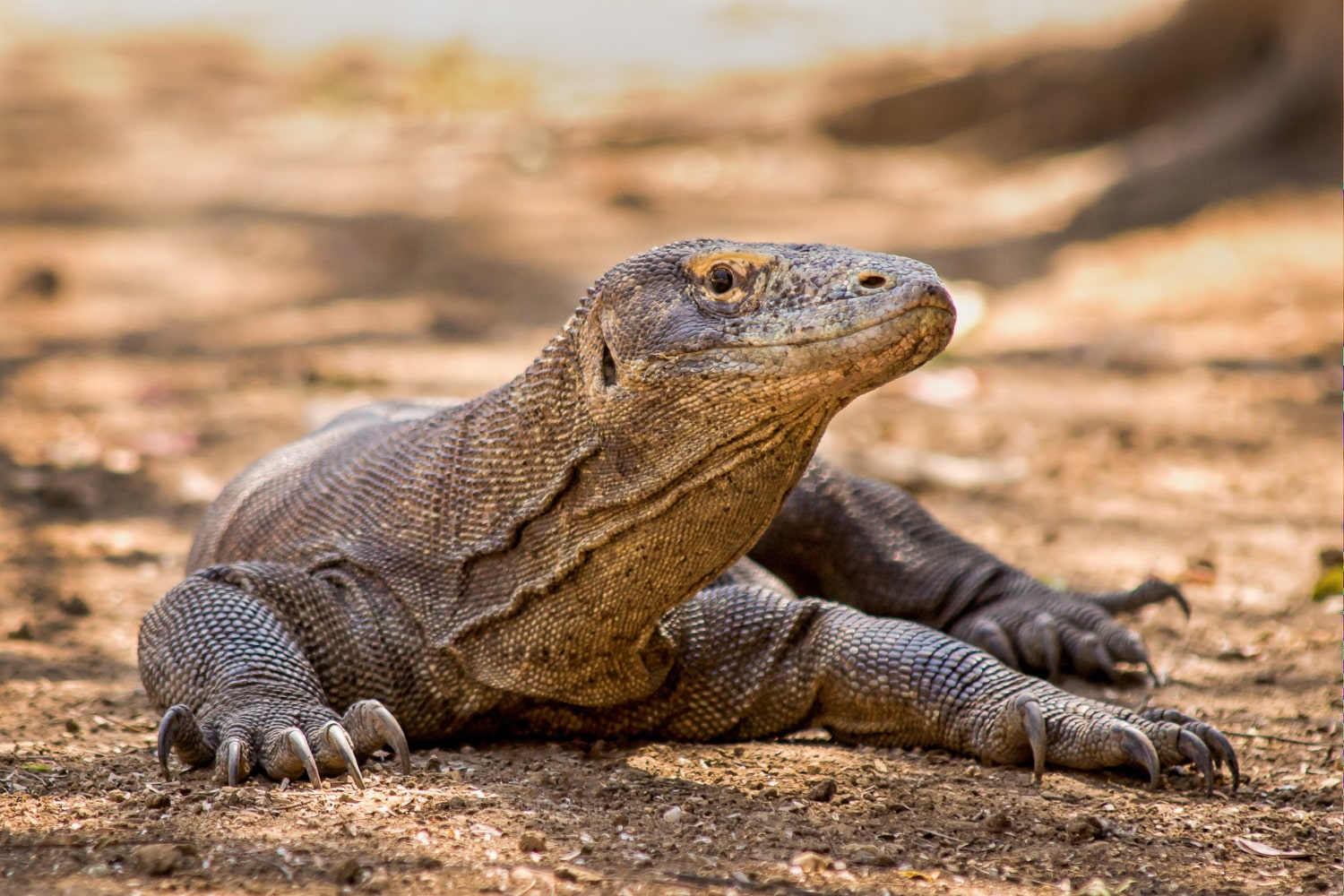 Interesting Facts About Varans