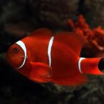Клоун балықтар туралы қызықты деректер