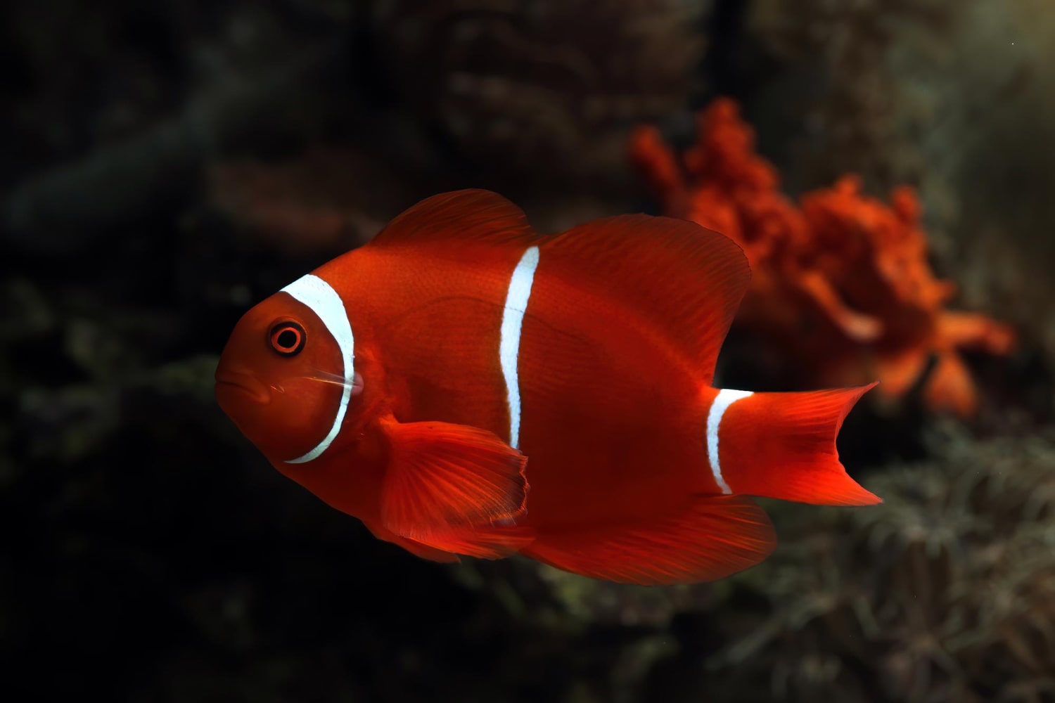 Interesting Facts About Clownfish