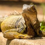 Interesting Facts About Iguanas