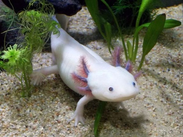 Interesting Facts About Axolotls