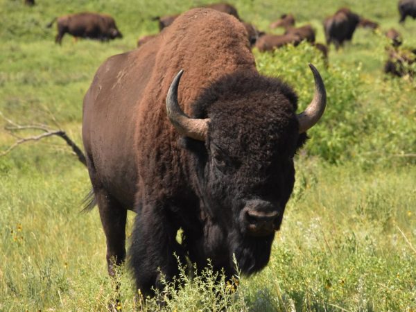 Interesting Facts About Bison