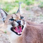 Interesting Facts About Caracals