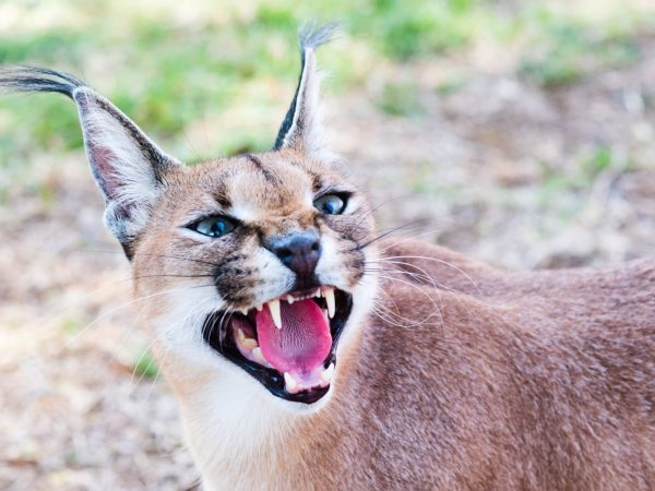 Interesting Facts About Caracals