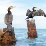 Interesting Facts About Cormorants
