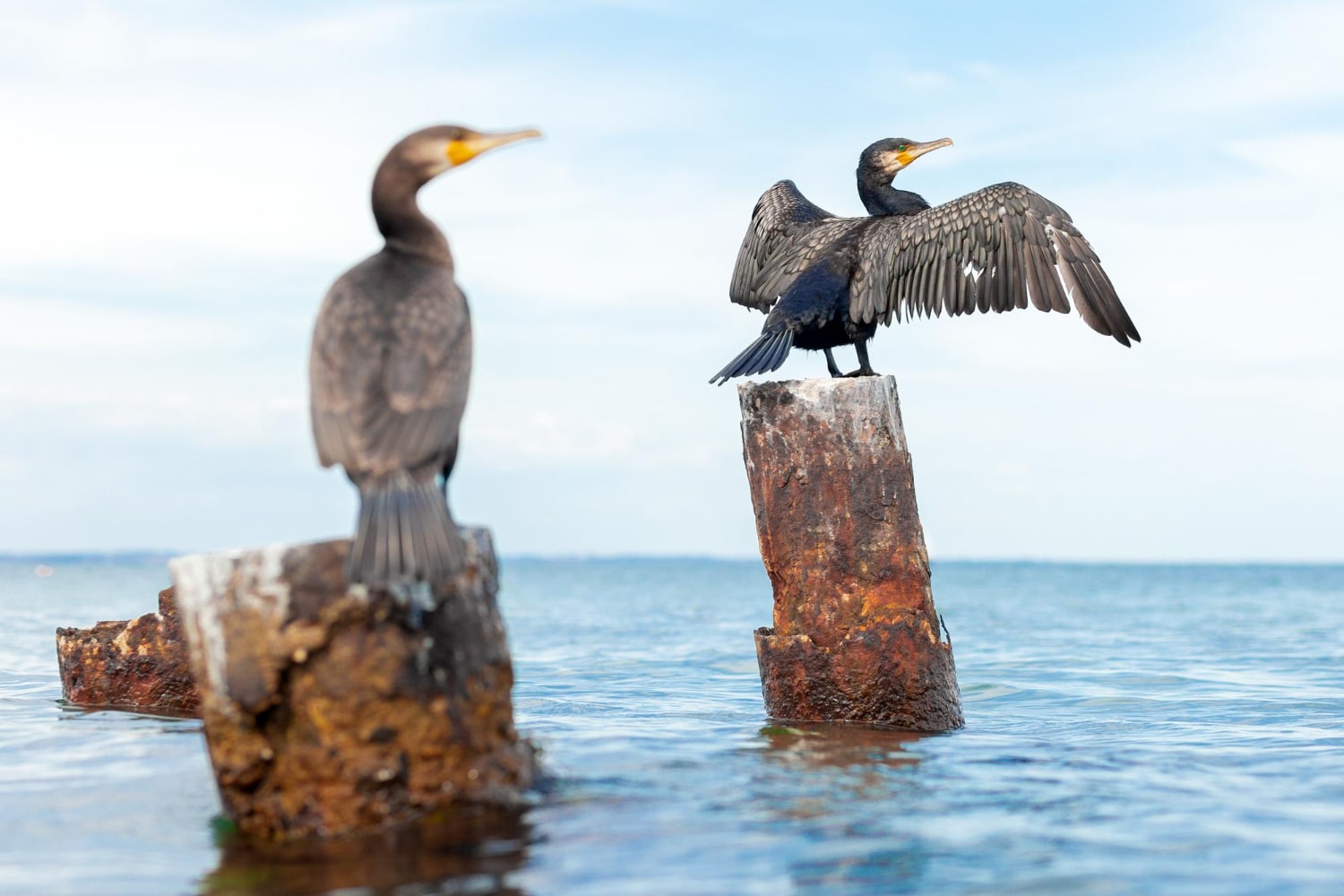 Interesting Facts About Cormorants
