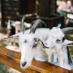 Interesting Facts About Goats