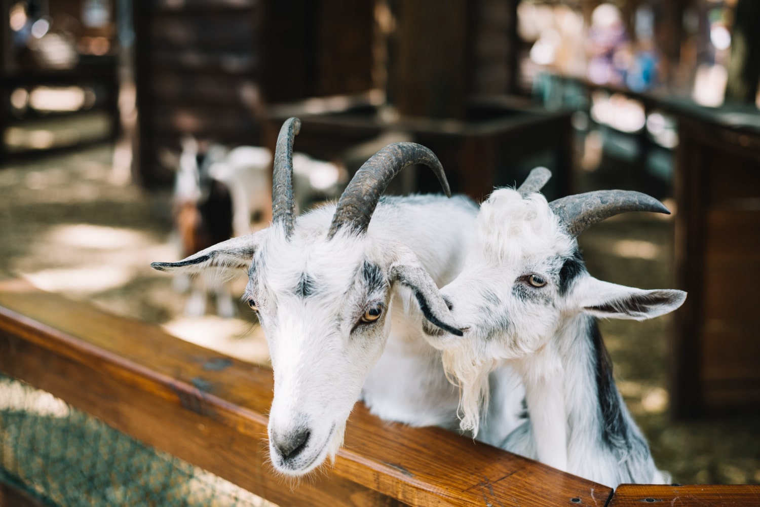 Interesting Facts About Goats