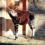 Interesting Facts About the Okapi