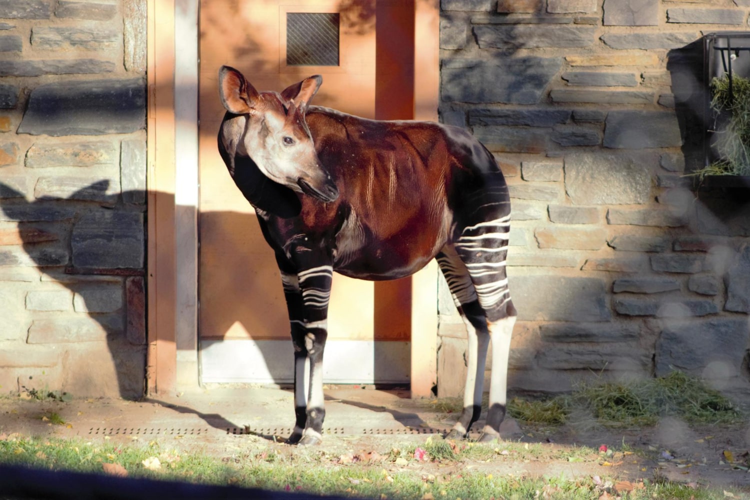 Interesting Facts About the Okapi