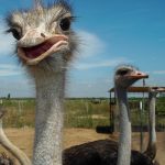 Interesting Facts About Ostriches