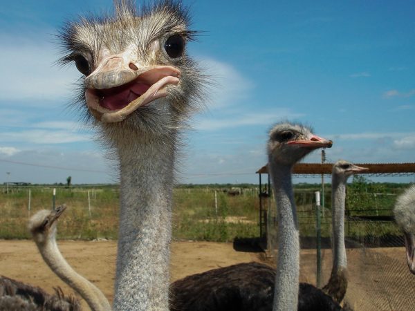 Interesting Facts About Ostriches