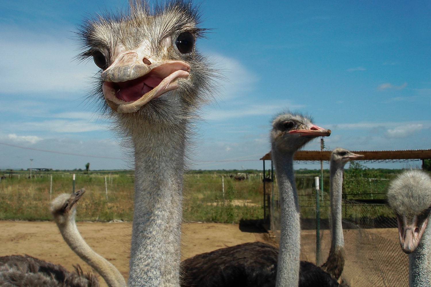 Interesting Facts About Ostriches
