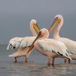Interesting Facts About Pelicans