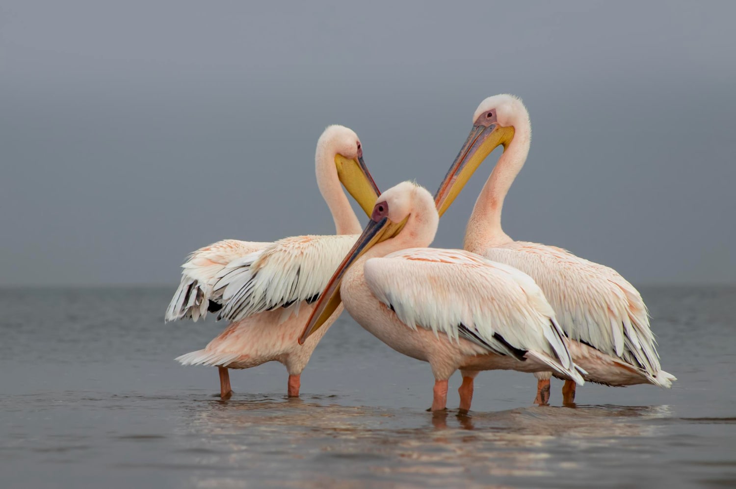 Interesting Facts About Pelicans