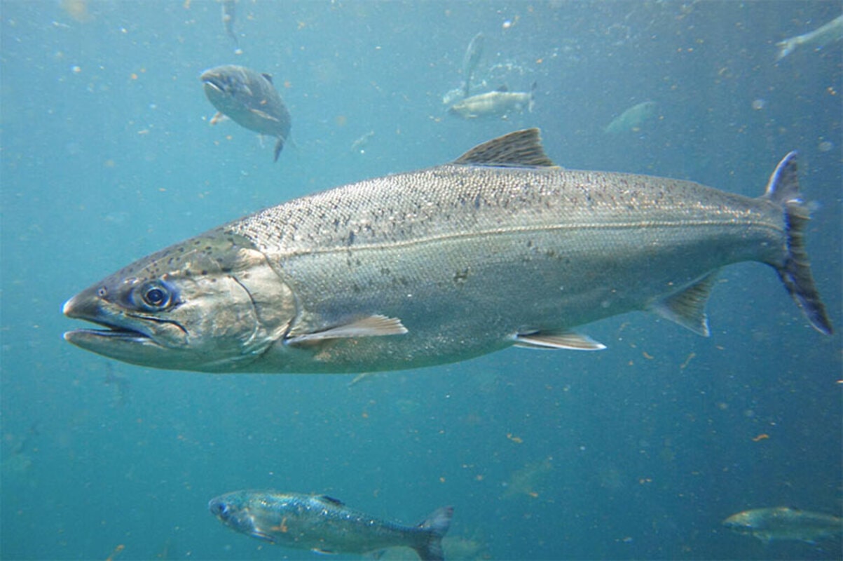 Interesting Facts About Salmon