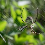 Interesting Facts About Spiders