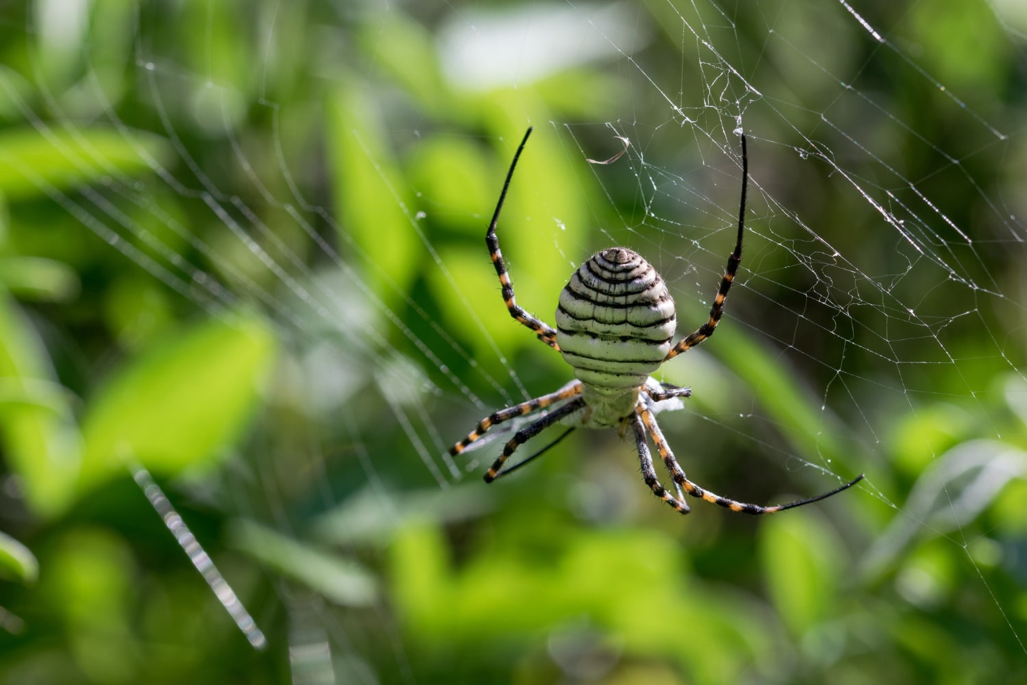 Interesting Facts About Spiders