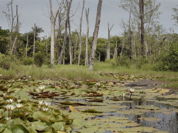 Interesting Facts About Swamps