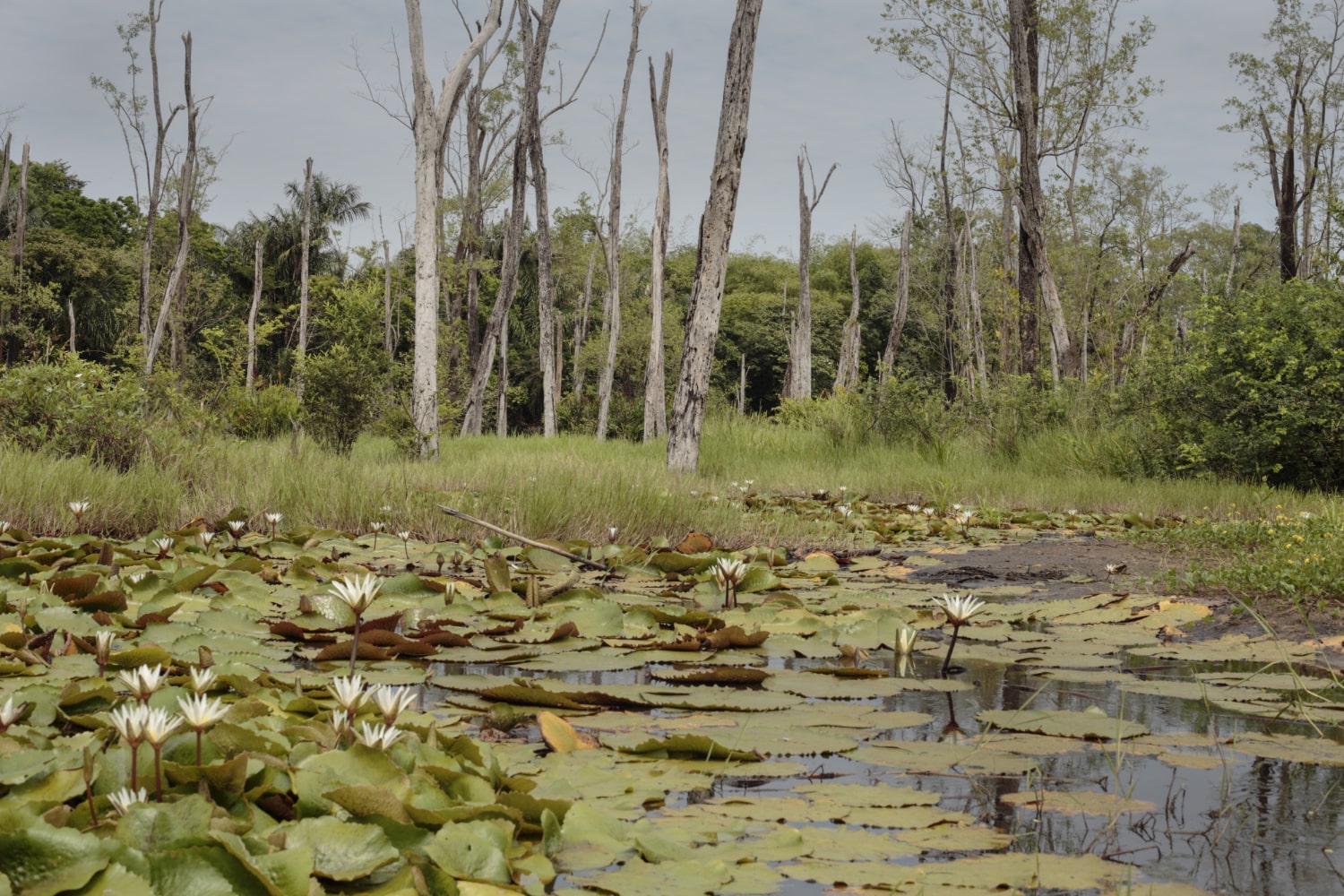 Interesting Facts About Swamps