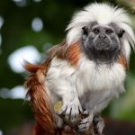 Interesting Facts About Tamarins
