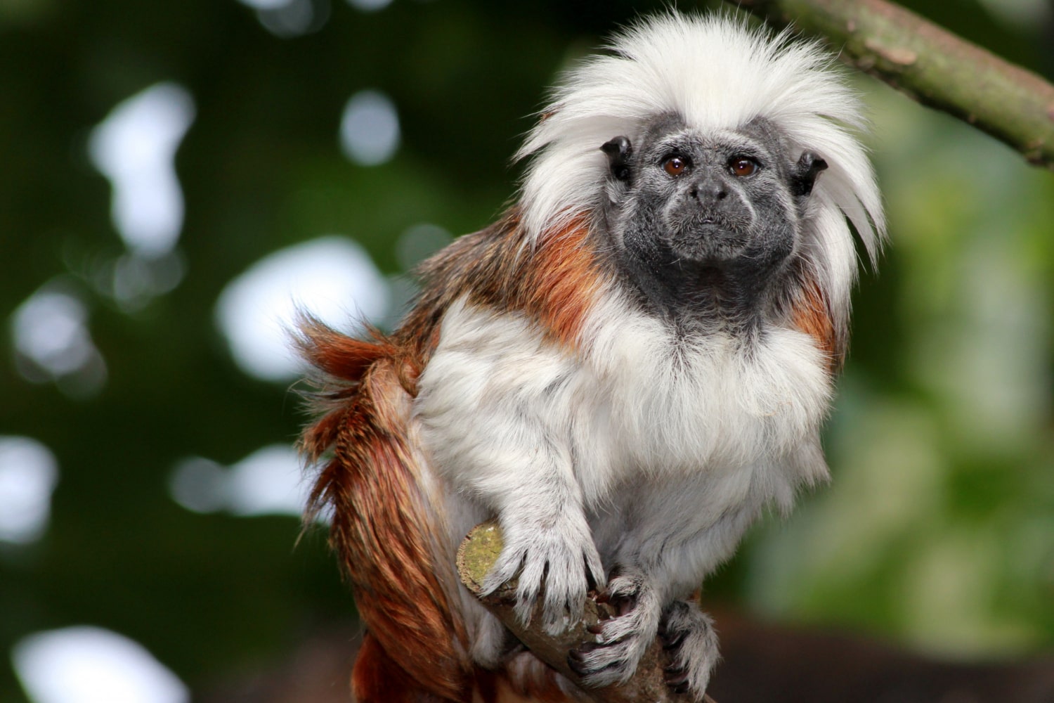 Interesting Facts About Tamarins
