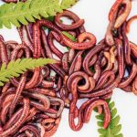 Interesting Facts About Earthworms
