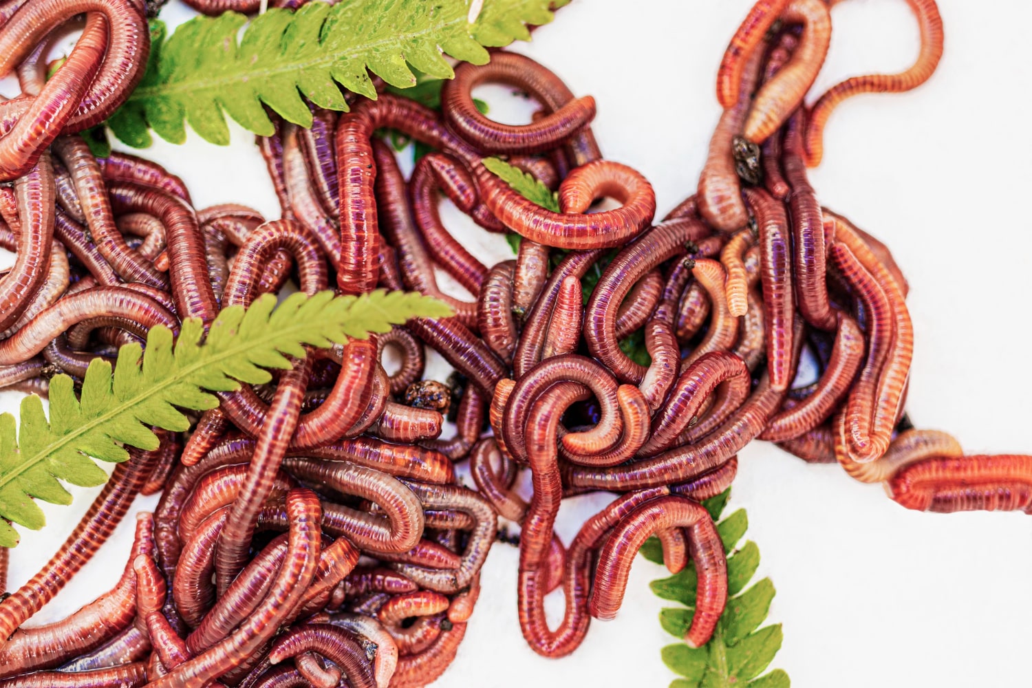 Interesting Facts About Earthworms