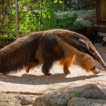 Interesting Facts About Anteaters