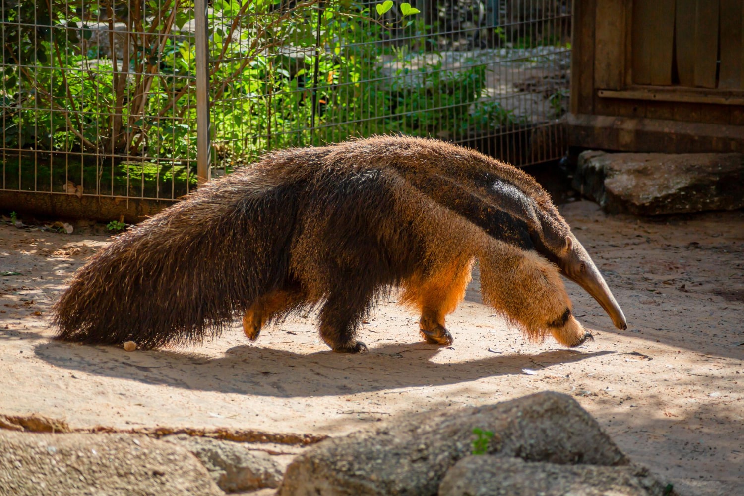 Interesting Facts About Anteaters