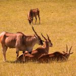 Interesting Facts About Antelopes