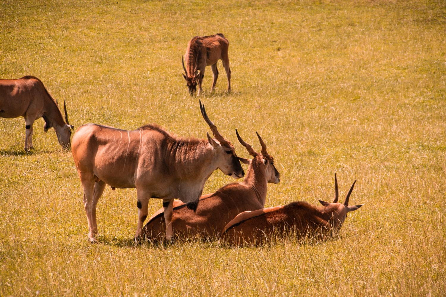 Interesting Facts About Antelopes
