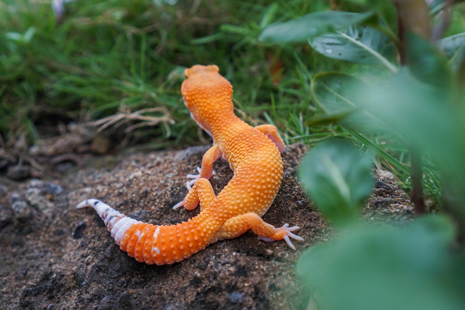 Interesting Facts About Geckos