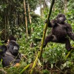 Interesting Facts About Gorillas