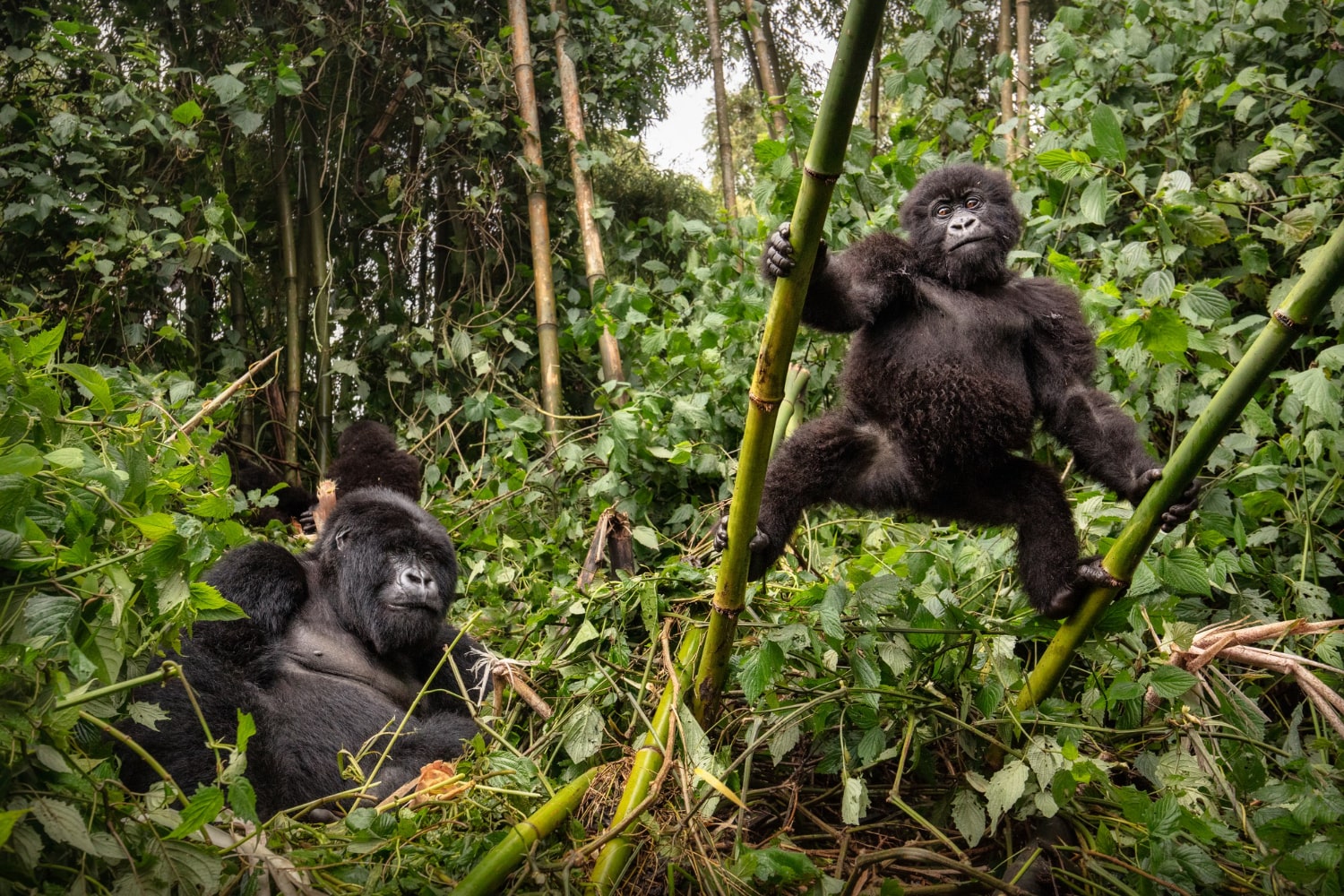 Interesting Facts About Gorillas