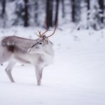Interesting Facts About Reindeer