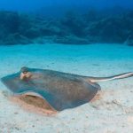 Interesting Facts About Sea Skates