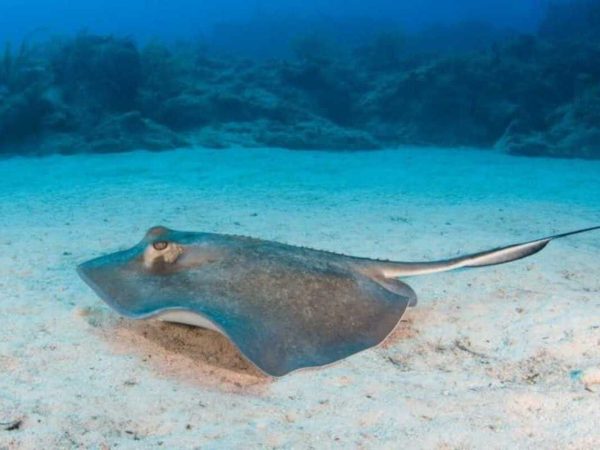 Цікаві факти про морських скатів