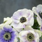 Ciekawostki o kwiatach zawilcach