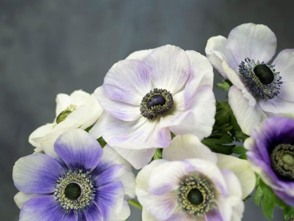 Цікаві факти про анемони